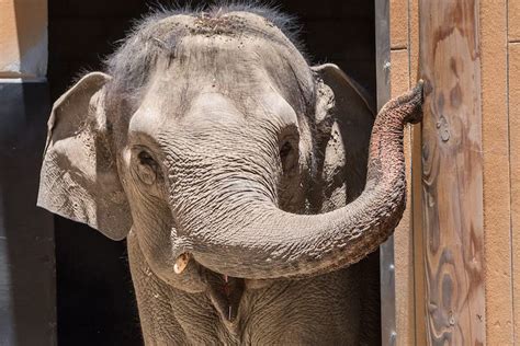 Ailing, 53-year-old female elephant euthanized at Los Angeles Zoo